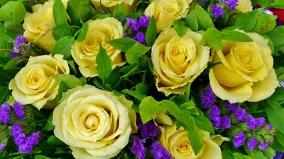 Красивые желтые розы в наилучшем качестве