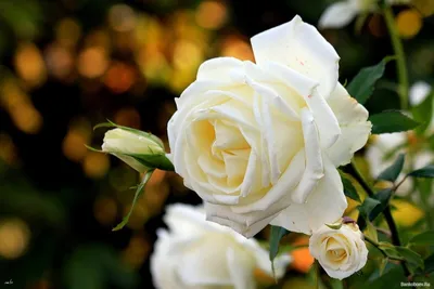 Фото прекрасных желтых роз в различных форматах