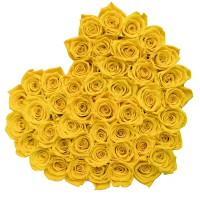 Желтые розы, идеальные для использования в дизайне
