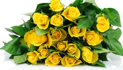 Уникальные желтые розы на фото для скачивания