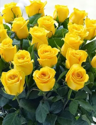 Фото чудесных желтых роз в высоком разрешении