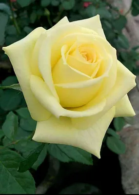 Желтые розы, доступные в формате png