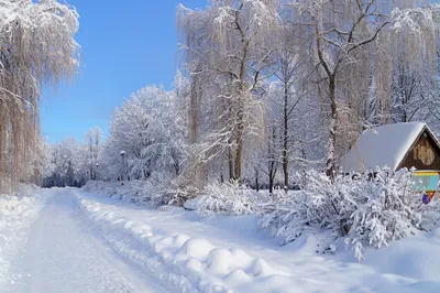 Фотографии уникальной зимней атмосферы в деревне