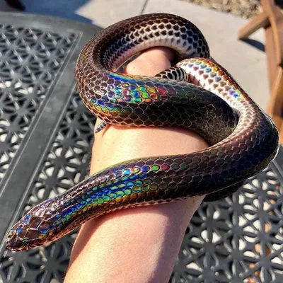 Красота в деталях: фото змей