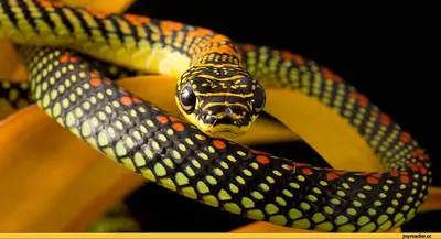 Искусство наблюдения: фотографии красивых змей
