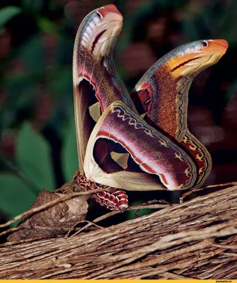 Змеи на фото: красивые моменты природы