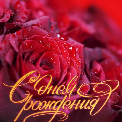 Восхитительный букет роз с днем рождения в изображении