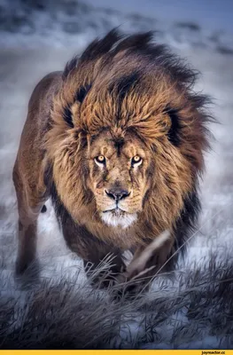 Миниатюра красивого льва в формате jpg