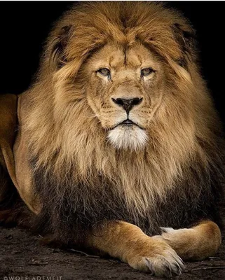 Фото льва высокого разрешения в формате jpg