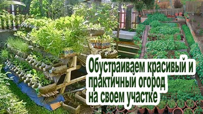 [82+] Красивый огород фото