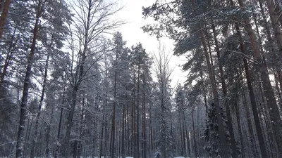 Загадочность зимних деревьев: прекрасные фотографии зимнего леса