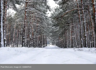 Волшебная атмосфера зимнего утра: фотографии пленяющего леса