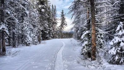 Природа в ледяном наряде: впечатляющие фотографии заснеженного леса