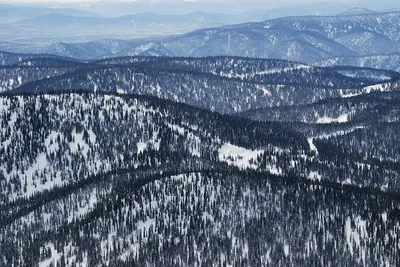 Красивый фон с заснеженным лесом