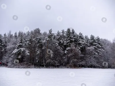 Фотография красивого зимнего леса в HD качестве 2024 года