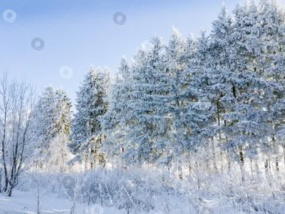 Зимний пейзаж с роскошной лунной подсветкой