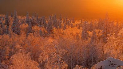 Зимний экспресс: Фотографии арктической красоты