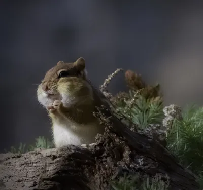 Коллекция красивых фотографий птиц 