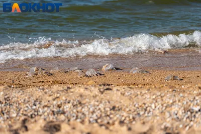 Хорошее качество фотографий морского берега Краснодара