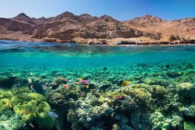 Фотографии Красного моря: великолепие подводного мира