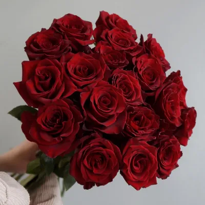 Красные розы: фото в HD качестве для скачивания