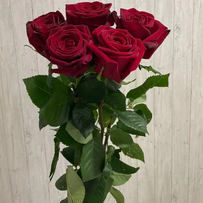 Красные розы: красивые картинки в высоком разрешении