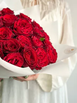 Красные розы: красивые фотографии их нежной красоты!