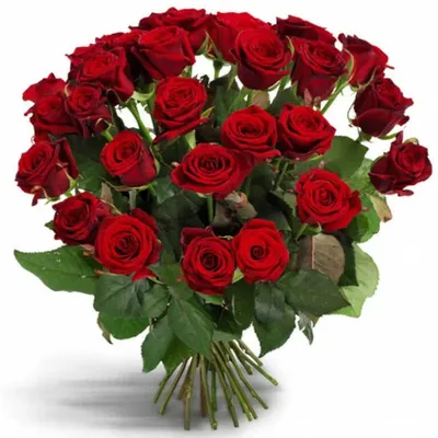 Красные розы: великолепные изображения этого символа любви!