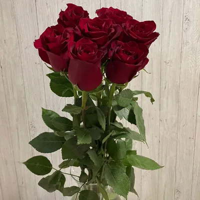 Красные розы: фотографии в Full HD качестве