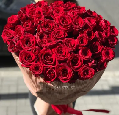 Красные розы: вдохновляющие фотографии этого прекрасного цветка!