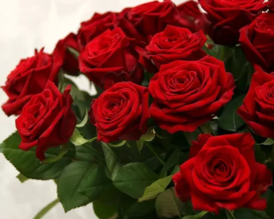 Красные розы: фотографии, передающие всю их прекрасную элегантность!