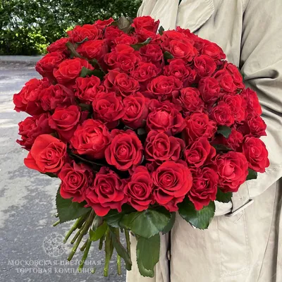 Красные розы: фотографии, передающие всю их нежность и романтику!