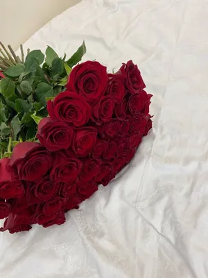 Красные розы: фотографии, передающие всю их прекрасную элегантность!