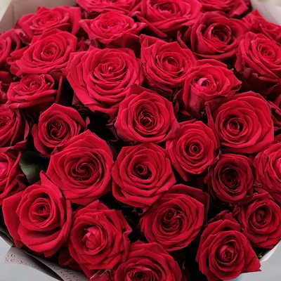 Фото красных роз в высоком разрешении: скачать бесплатно