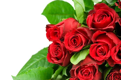 Красные розы: скачать бесплатно в хорошем качестве