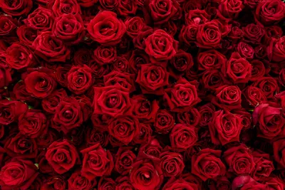 Красные розы: арт-фото в webp