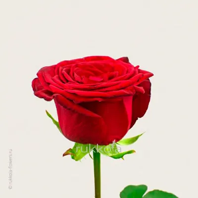 HD фото красных роз для скачивания