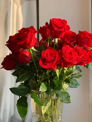 Фото красных роз: красивые картинки в 4K