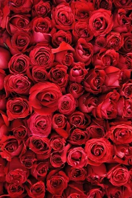 Красные розы: фотографии в 4K разрешении