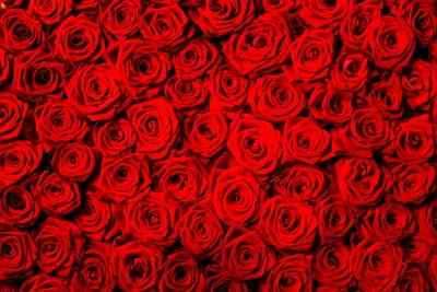 Красные розы: изображения в Full HD