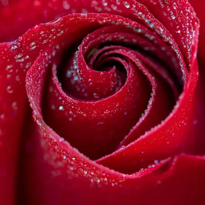 Красные розы: арт-фото в 4K