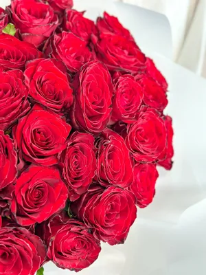 Красные розы: фотографии в jpg