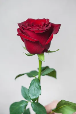 Картинка красных роз сорта в формате jpg
