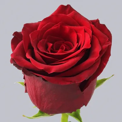 Фотография красных роз сорта в формате jpg