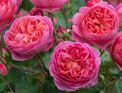 Фотка красных роз сорта в формате jpg