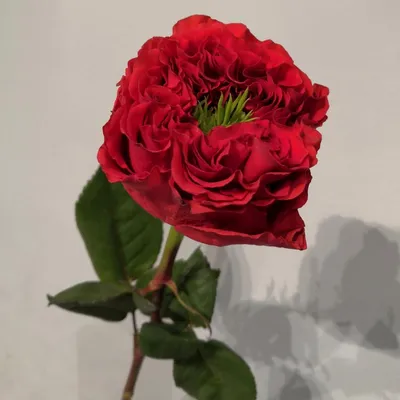 Фото красных роз сорта в формате png