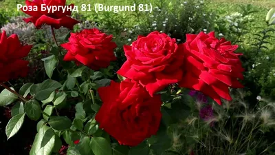 Изображение красных роз сорта в формате png