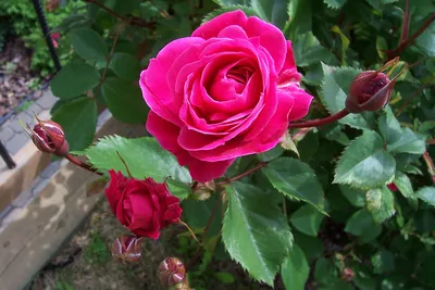 Картинка красных роз сорта в формате png
