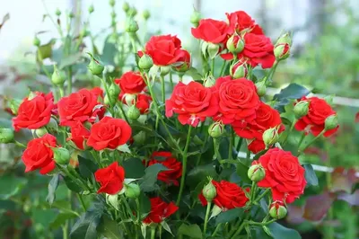 Фотография красных роз сорта в формате png