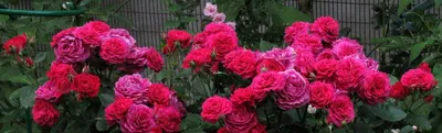 Фотка красных роз сорта в формате png